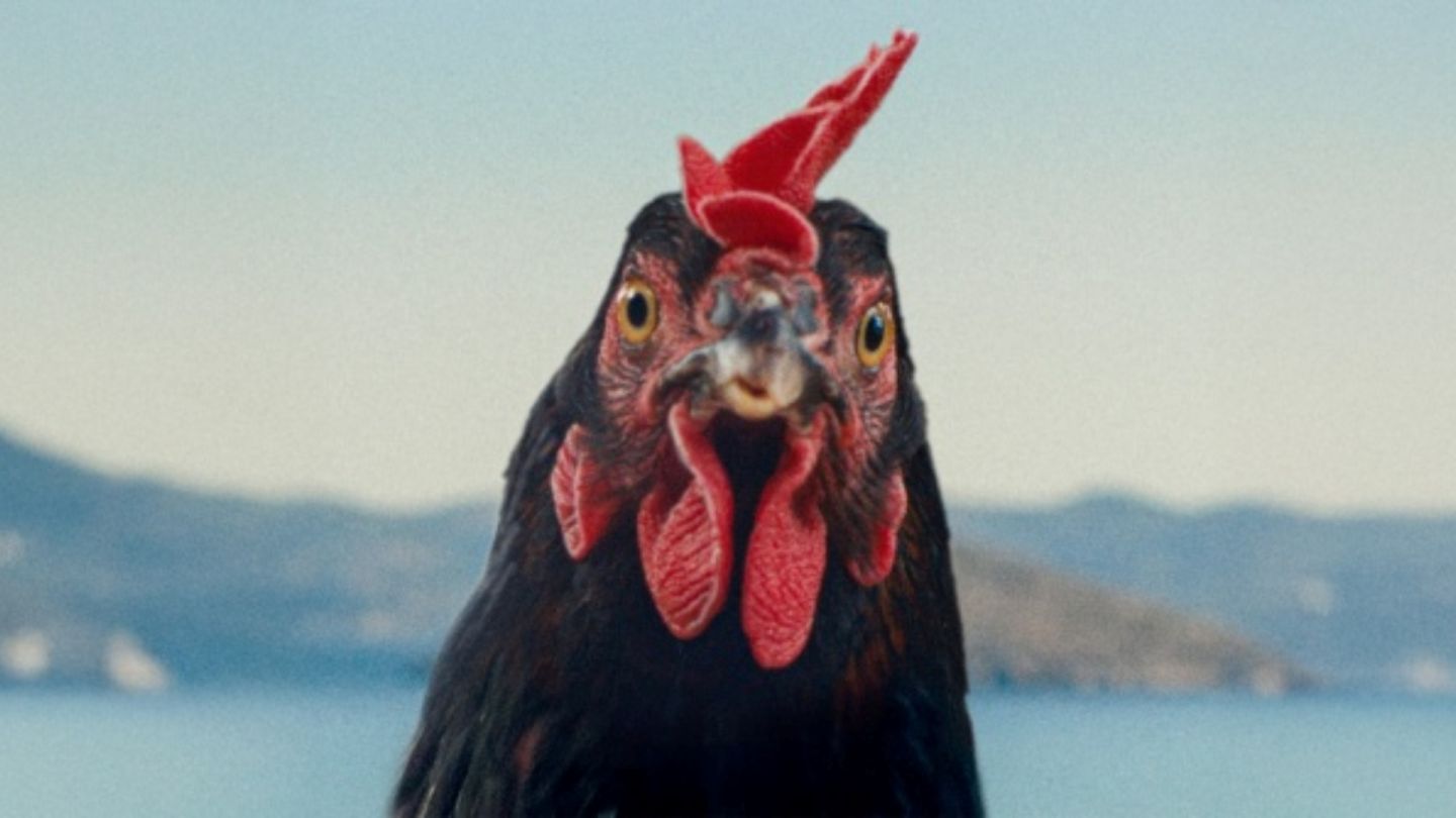 Hen (Tavuk) İstanbul Film Festivali